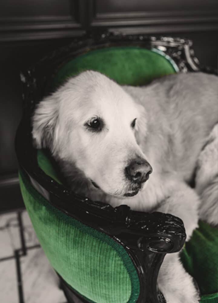 office dog